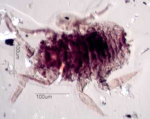Outdoor Mite