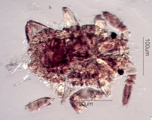 Outdoor Mite