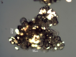 Pollen from Honeybee Frass