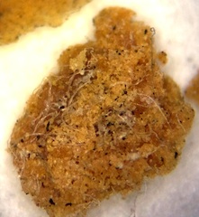 Honeybee Frass