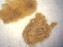 Honeybee Frass