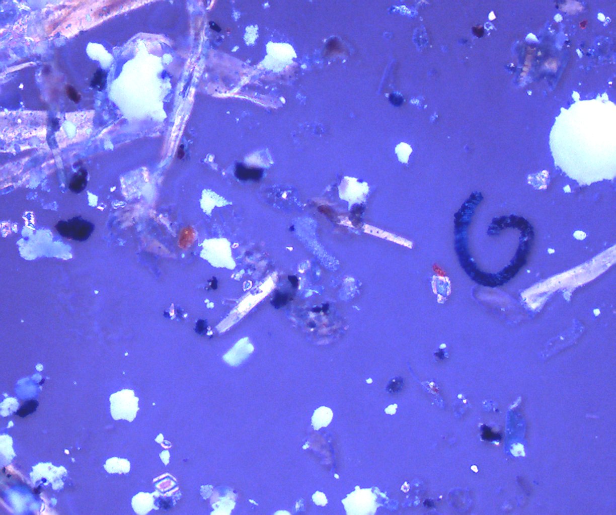 Transmitted Polarized Light