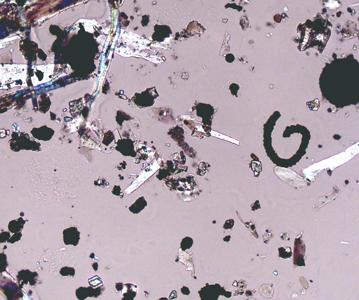 Transmitted Polarized Light