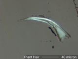 Plant Hair