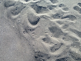 Beach Sand From Makolea, Hawaii (Big Island), Hawaii