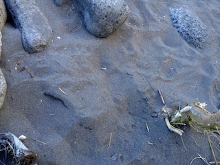 Sand, Waipio Beach, Hawaii (Big Island), Hawaii