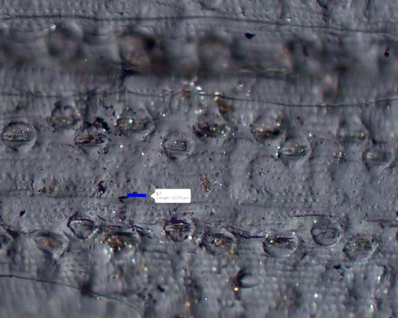 Sugarcane Leaf Cast
