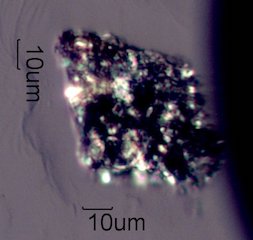 Pyrolyzed Calcium Oxalate Phytoliths