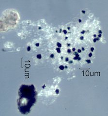 Marajana Ash