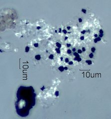 Marajana Ash