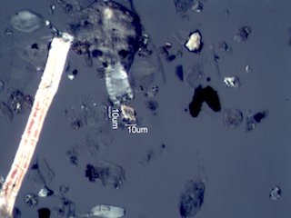 Pyrolyzed Calcium Oxalate Phytoliths
