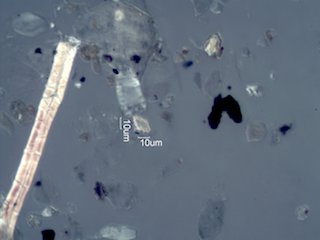 Pyrolyzed Calcium Oxalate Phytoliths