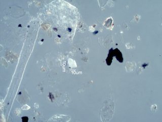 Pyrolyzed Calcium Oxalate Phytoliths