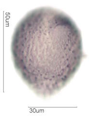 Hawaiian Pollen