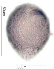 Hawaiian Pollen