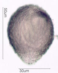 Hawaiian Pollen