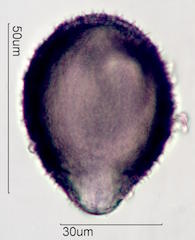 Hawaiian Pollen