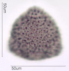 Hawaiian Pollen