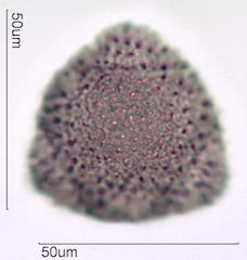 Hawaiian Pollen