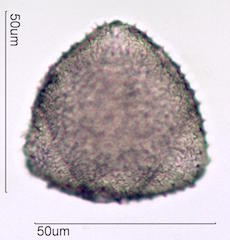 Hawaiian Pollen