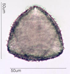 Hawaiian Pollen