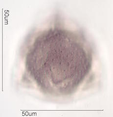 Hawaiian Pollen