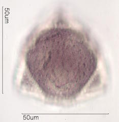 Hawaiian Pollen