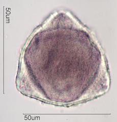 Hawaiian Pollen