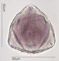 Hawaiian Pollen