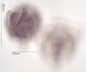 Hawaiian Pollen