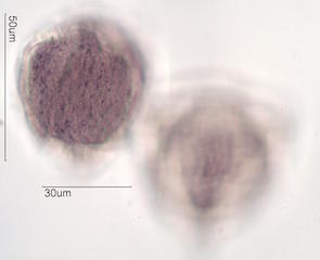 Hawaiian Pollen