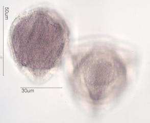 Hawaiian Pollen