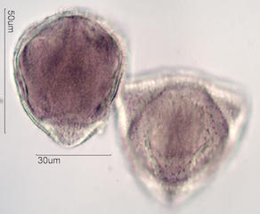 Hawaiian Pollen