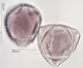 Hawaiian Pollen