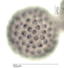 Sida acuta Pollen