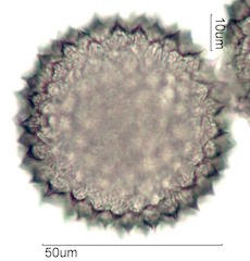 Sida acuta Pollen