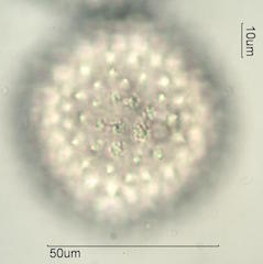 Sida acuta Pollen