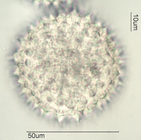 Sida acuta Pollen