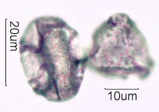 Hawaiian Pollen