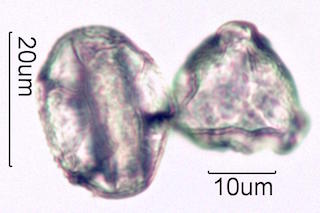 Hawaiian Pollen