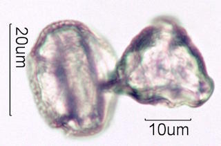 Hawaiian Pollen