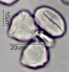 Hawaiian Pollen