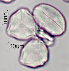 Hawaiian Pollen