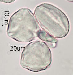Hawaiian Pollen