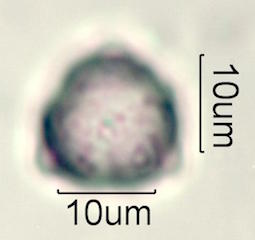 Hawaiian Pollen