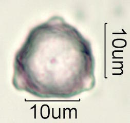 Hawaiian Pollen