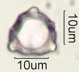 Hawaiian Pollen