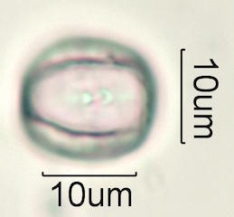 Hawaiian Pollen