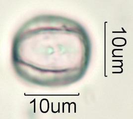 Hawaiian Pollen