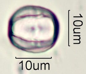 Hawaiian Pollen